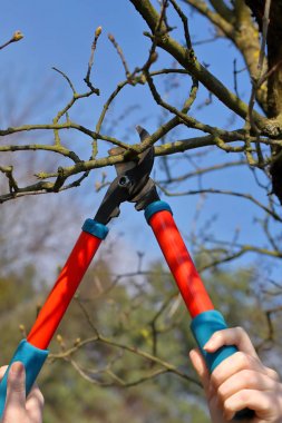 Erken baharda bahçede kadın budama makası