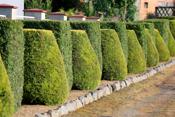 Arbustos formados en camino de jardín inglés formal — Foto de Stock