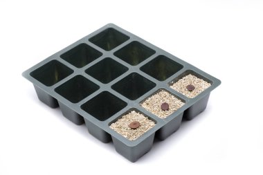 Üç dikiş morsalkım ağacı 