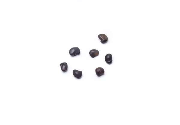 Семена лабиума анагироида — стоковое фото