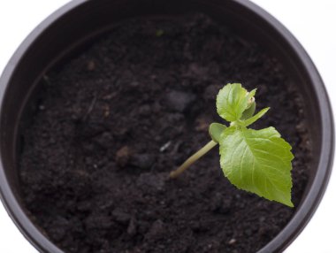 Yeşil Kiraz ağacı