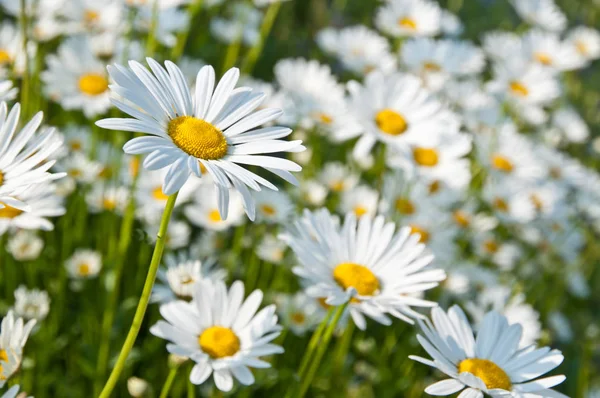 Marguerites in een zee van marguerite Stockafbeelding