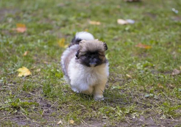 Puppy op gras — Stockfoto