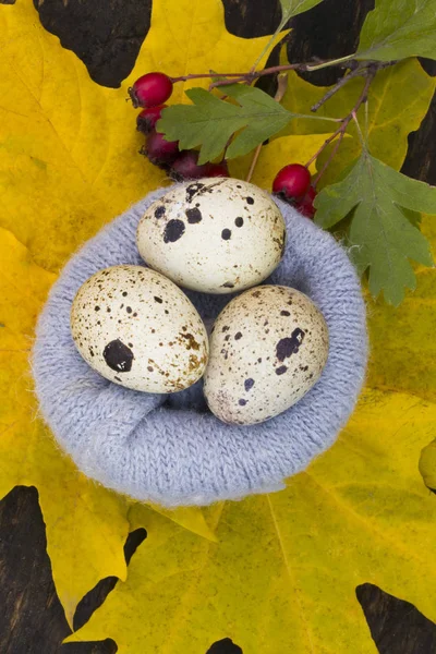Перепелиные яйца в гнезде желтых листьев на шерстяном гнезде — стоковое фото