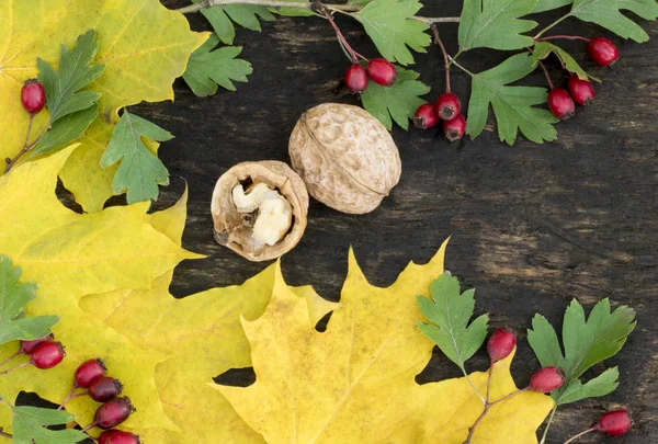 Орехи и желтые листья. Макро. Орехово-красные ягоды. Вуден — стоковое фото