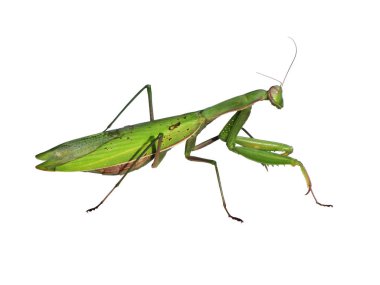 Bir beyaz üzerine peygamber devesi