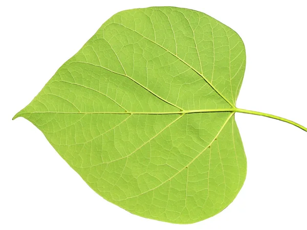 Grönt blad på ett vitt — Stockfoto