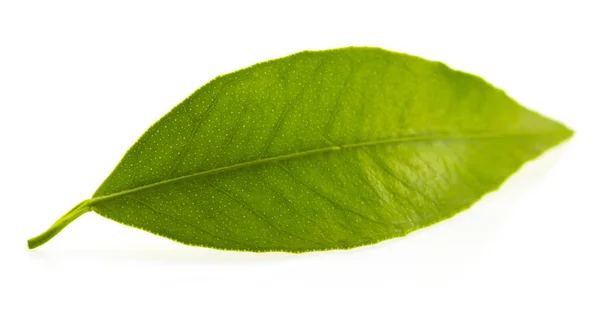 Platt ett grönt blad av citrus-träd. Isolerad på vit bakgrund. — Stockfoto