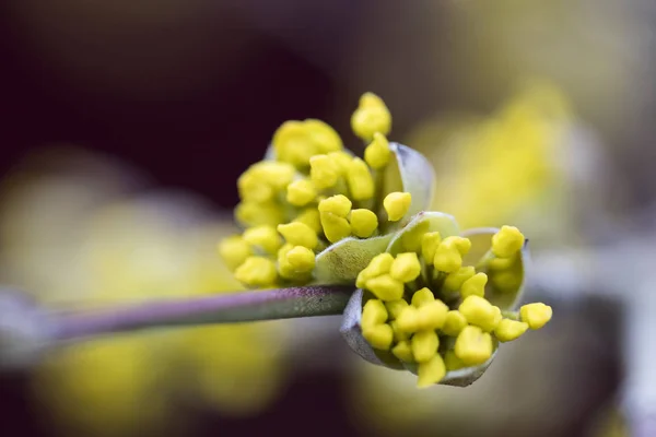 Floraciones de un arbusto de cerezo Corneliano (Cornus mas) a principios de sp —  Fotos de Stock
