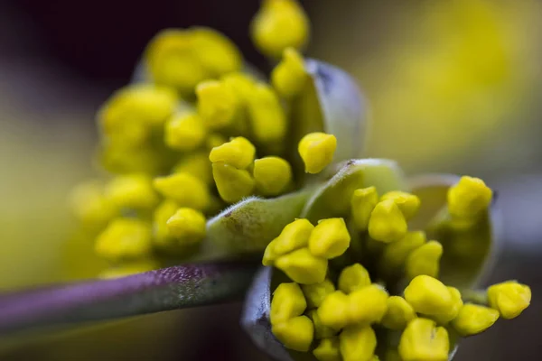 Floraciones de un arbusto de cerezo Corneliano (Cornus mas) a principios de sp —  Fotos de Stock