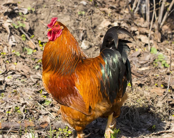 Hermosa polla negro-rojo con una cresta roja, corral, granja — Foto de Stock