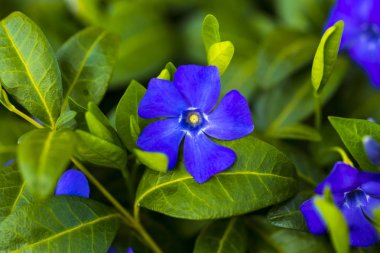 Deniz salyangozu bitki yeşil yaprakları ve mavi çiçekler 5-petalle