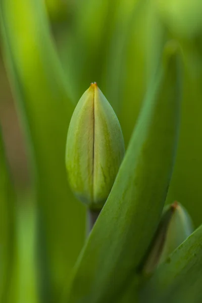 Folhas verdes e um botão tulipa close-up — Fotografia de Stock