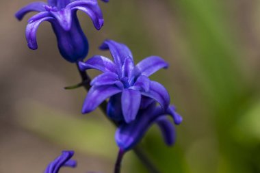 Mor çiçekler üzerinde yeşil bir arka plan bahar. Gün ışığı. C