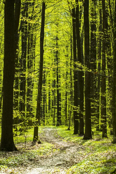 Drzewa leśne. natura zielone tła drewna — Zdjęcie stockowe