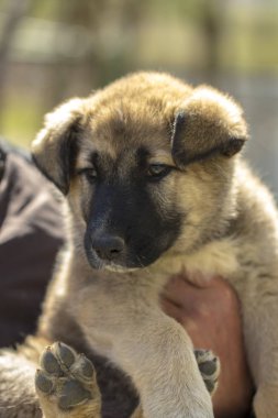 sevimli köpek yavrusu ve babys yardım