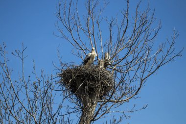 Leylek sıcak havada yuvasında duruyor