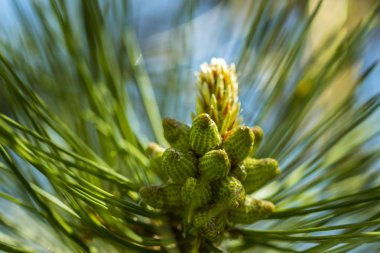 Bahar. Biz fark yoktur mucizeler... L çam çiçek görünüyor