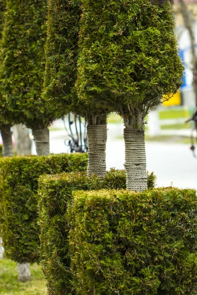 Arborvitae creciendo en una fila atada con una cuerda —  Fotos de Stock