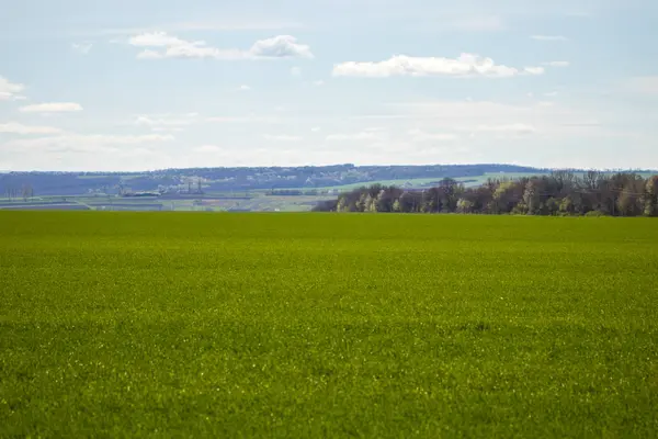 Jarní zelené pole, krajiny. Čerstvá tráva v zemědělských počet — Stock fotografie