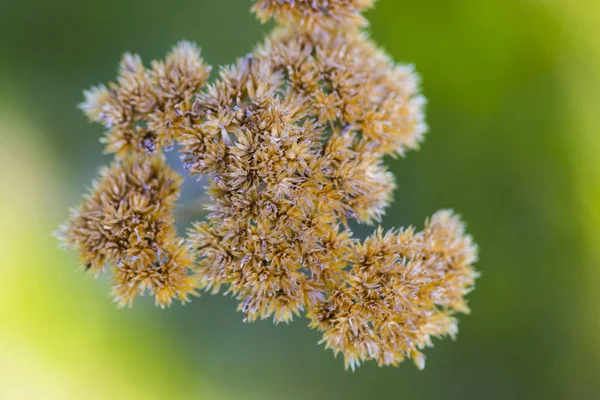 Torra flowerlk på grön bakgrund — Stockfoto