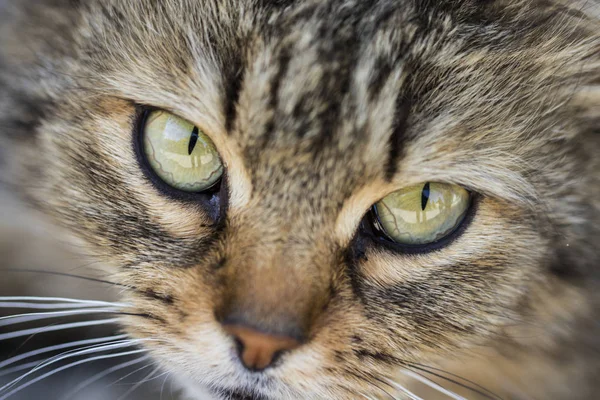 Close-up šedé kočky s žluté zelené oči — Stock fotografie