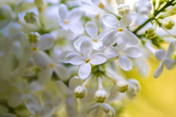 Kvetoucí květy. abstraktní pozadí. makro fotografie — Stock fotografie