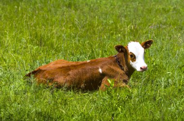 Genç buzağıyı sevimli seyir çevrede çim sahada yalan Close-Up 
