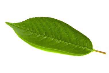 Beyaz arka plan üzerinde izole kiraz