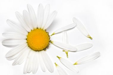 Beyaz arka plan üzerinde izole papatya veya papatya çiçek