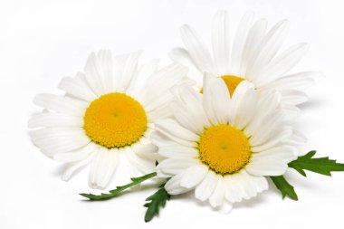 Beyaz arka plan üzerinde izole papatya veya papatya çiçek