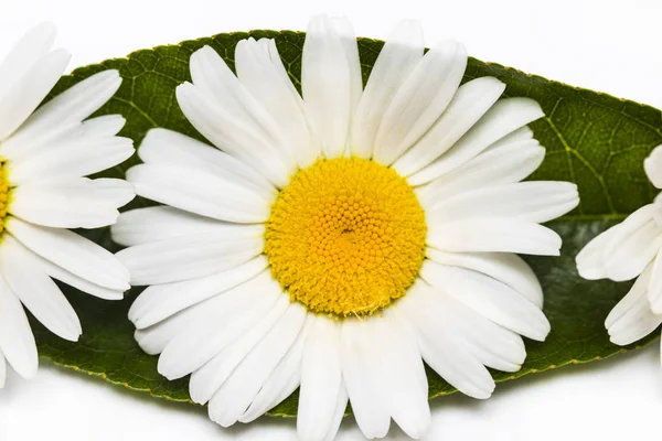Rumianku lub rumianek kwiaty na białym tle — Zdjęcie stockowe