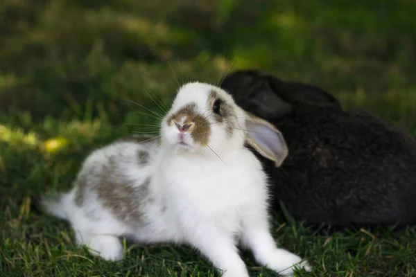 Pequeño conejo divertido corriendo en el campo en verano — Foto de Stock