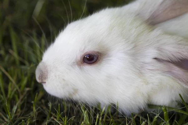 Pequeño conejo divertido corriendo en el campo en verano —  Fotos de Stock
