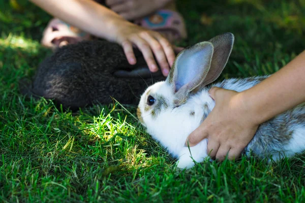 Conejo en hierba verde con niño pequeño y conejos en el backgr —  Fotos de Stock