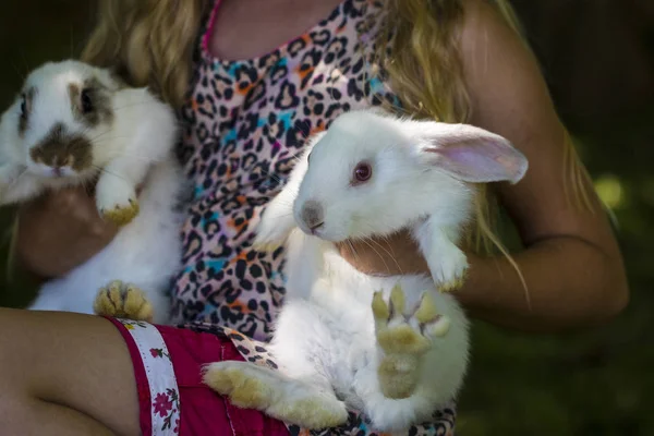 Conejo en hierba verde con niño pequeño y conejos en el backgr —  Fotos de Stock