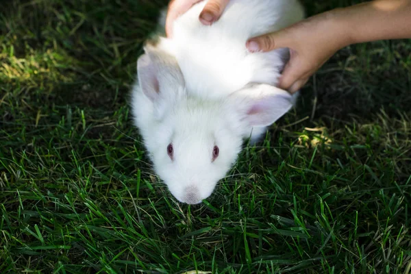 Conejo en hierba verde con niño pequeño y conejos en el backgr —  Fotos de Stock