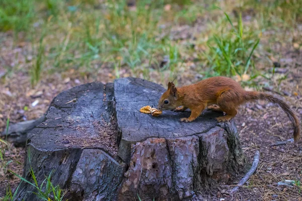 Zvědavá veverka. Zrzavá veverka. Veverka. Les — Stock fotografie