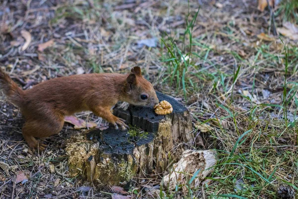 Curieux écureuil. Écureuil roux. Un écureuil. Forêt — Photo