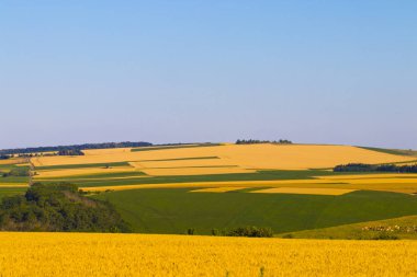Altın buğday tarlası ve güneşli gün