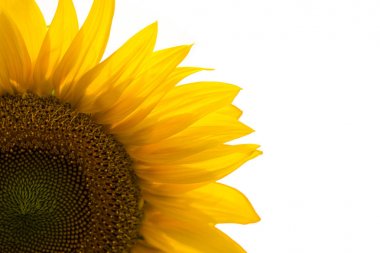 Beyaz arkaplanda izole edilmiş ayçiçeği