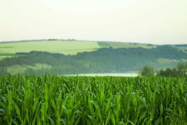 Zelené pole s kukuřicí. Modrá zamračená obloha. Východ slunce na obzoru — Stock fotografie