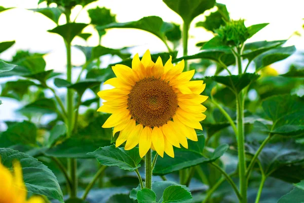 Solrosor trädgård. Solrosor har riklig hälsa fördelar. Solen — Stockfoto