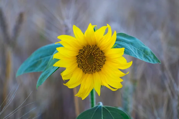 Blomma av solros i ett fält av vete — Stockfoto