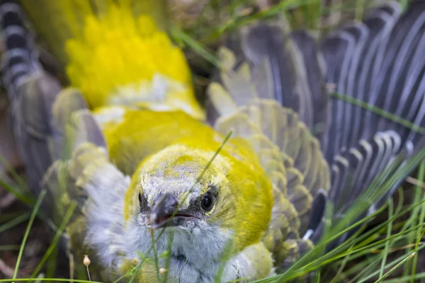 草の中に座っている見事な黄色のワグテール(モタキラ風味) — ストック写真