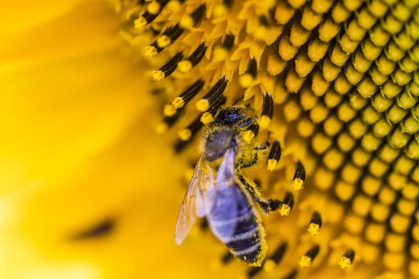 Bee on sunflower. Flower of sunflower close-up, natural backgrou