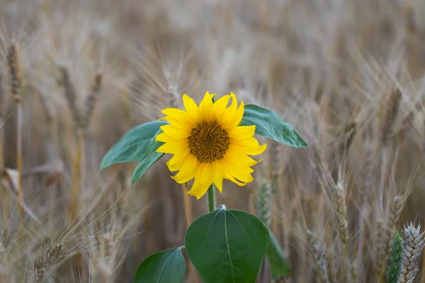 Flower of sunflower in a field of wheat Stock Photo