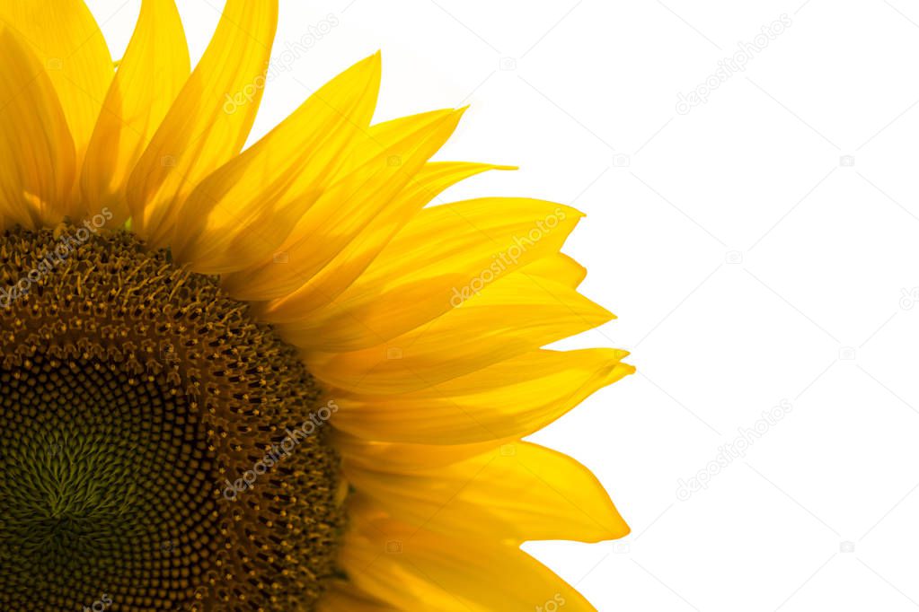 Sunflower isolated on white background