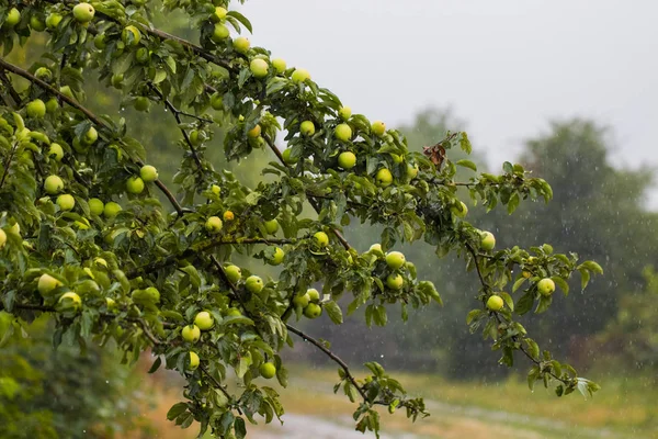 Green apples in the garden after the rain — Stock Photo, Image