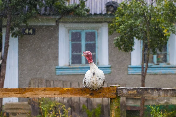 The Turkey or the Turkey-a bird house in the background — Stock Photo, Image